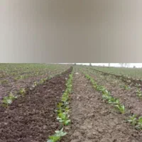 کار وجین کوب و کلتیواتور