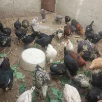 نیمچه مرغ و خروس لاری و برهما و مرندی درجه یک|حیوانات مزرعه|طاغنکوه, |دیوار