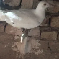 کفتر سفید کرمونی نر