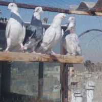 کفتر کبوتر|پرنده|مشکیندشت, |دیوار