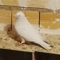 کفتر ساعت بالا قیمت مفت