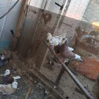 کبوتر