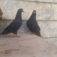 کبوتر|پرنده|مشهد, فاطمیه|دیوار