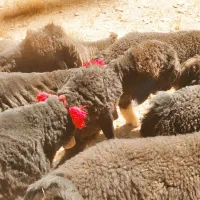 بره قوچی