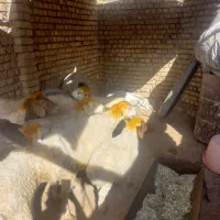 میش بره|حیوانات مزرعه|فیروزآباد (لرستان), |دیوار