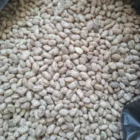 لوبیا چیتی بهاره درشت و با کیفیت