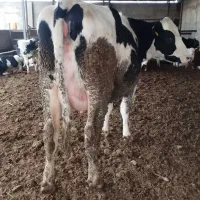 گوساله نژادخودرجه یک هلندی قزوین