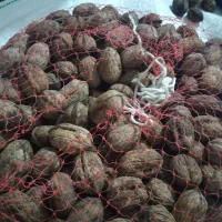 گردو درجه یک