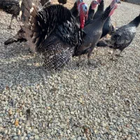 ۲۵ عدد نیمچه غاز و 6عدد بوقلمون نر|حیوانات مزرعه|آبیک, |دیوار