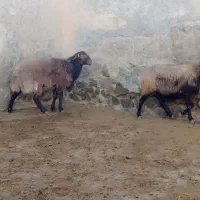 بره و میش چاق یک راس|حیوانات مزرعه|خنجین, |دیوار