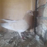 ماده زردی عروسک|پرنده|رباط‌کریم, شترخوار|دیوار