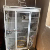 طوطی های عروس هلندی