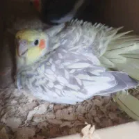 گمشده عاشوری گمشده