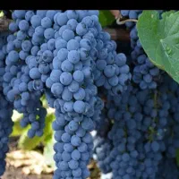 نهالستان مهندس قاسمی تولید کننده انواع نهال|خدمات باغبانی و درختکاری|آبش احمد, |دیوار