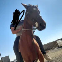 مادیان ترکی ۵ ونیم دنگ درجه ۱