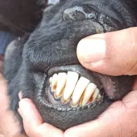 ۱ راس قوچ جوان برای نگهداری و دامازدخ|حیوانات مزرعه|میاندوآب, |دیوار