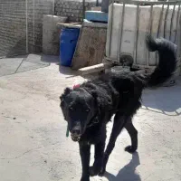 گمشده|سگ|عسگران, |دیوار