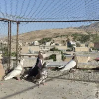 ۷تا کفتر پرشی