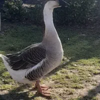 قوغاز ماده برای فروش