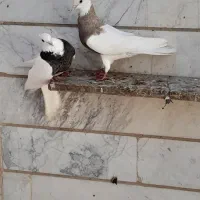 کبوتر یا پرنده طوقی|پرنده|خرمشهر, |دیوار