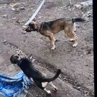 سگ نر و ماده سراب