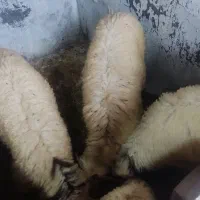 گوسفند بره 6و7ماهه
