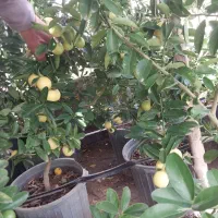 لیمو چهار فصل