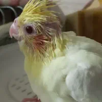 جوجه عروس هلندی