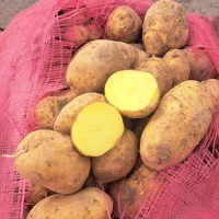 پخش سیب زمینی عمده