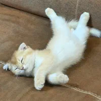 بچه گربه اسکاتیش گلد واکسن خورده و شناسنامه داره|گربه|تهران, سعادت‌آباد|دیوار