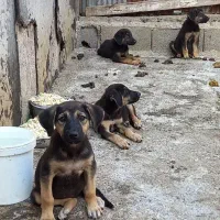 تولها ژرمن کار ۱نر مونده زیرقیمت فوری|سگ|آمل, |دیوار