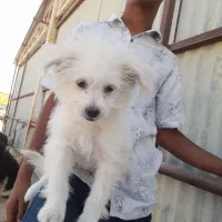 سگ اشتپیز پامر