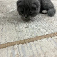 اسکاتیش بریتیش بلو ۲ماهه ماده