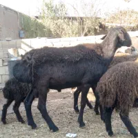 قوچ چینی افغانی زاغ