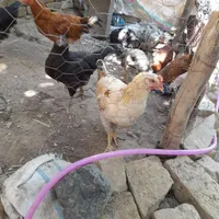 جوجه مرغ بزرگ مرغ وخروسیش معلومه سالموسرحال|حیوانات مزرعه|تربت‌حیدریه, پائین ولایت|دیوار