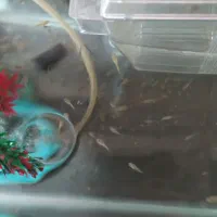 بچه ماهی گوپی