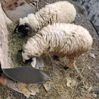 دوعدد بره غوچ ۴۵تومن