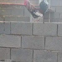 خروس گلین پاکوتاه