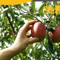 مدیریت باغ خود را به ما بسپارید...