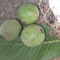 گردو تکان انگور چیدن هستم