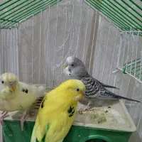 مرغ عشق|پرنده|سنندج, |دیوار