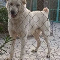 سگ قفقازی غولپیکر اصیل سگ آلابای روس|سگ|کرج, گلشهر|دیوار