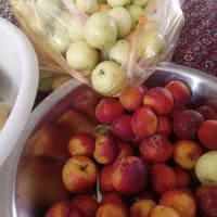 میوه باغ