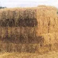 کاه برنج(سرچینا)جهت مصارف مختلف من جمله خوراک دام