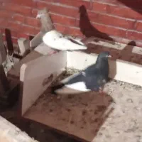 کبوتر گمشده سینه ای کبوتر|حیوانات|اهواز, سخیریه|دیوار