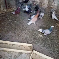 ۱۳الی ۱۴عدد کبوتر