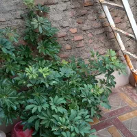 فروش گل آپارتمانی