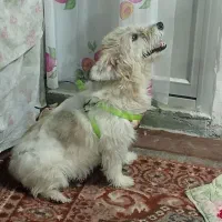 سگ بازیگوش باردار