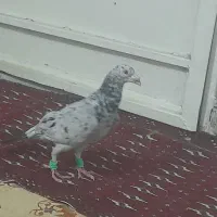 ساره