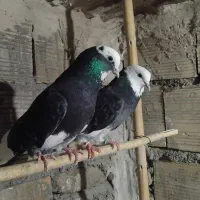 کفتر درجه1